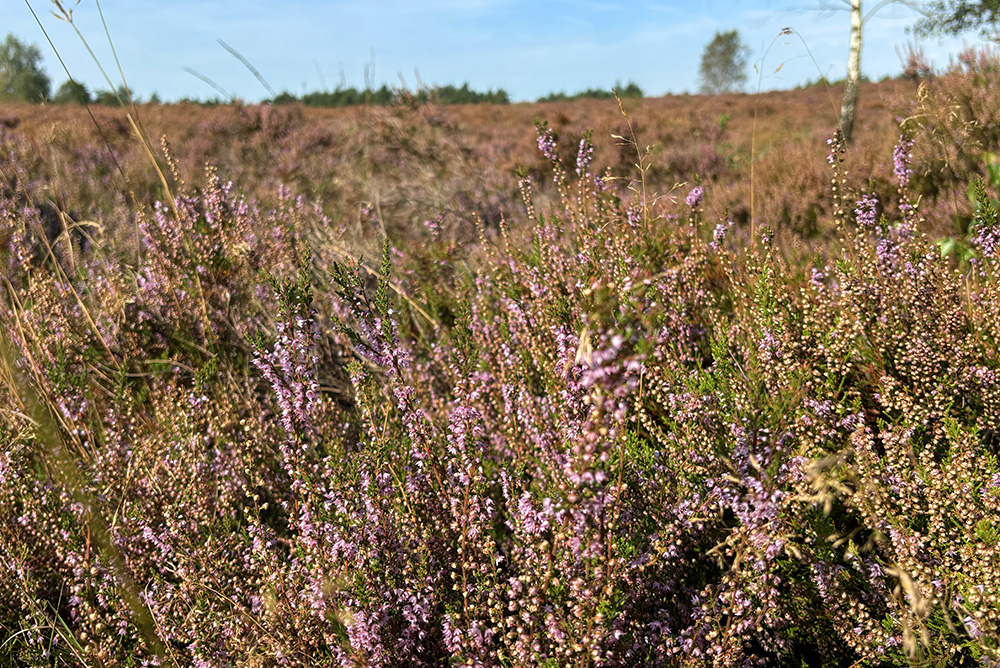 Heide op de Veluwe